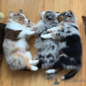 Foto №1. australian shepherd - zum Verkauf in der Stadt Bremen | Frei | Ankündigung № 160332