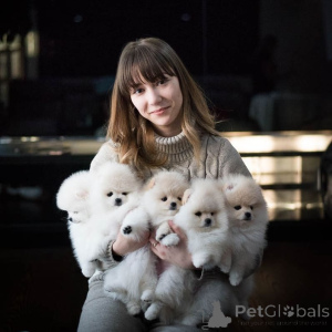 Foto №3. Spitz-Pommersche-Welpen zu verkaufen. Deutschland