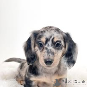 Foto №3. Teckelpuppy's te koop. Niederlande