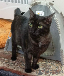 Foto №4. Ich werde verkaufen  in der Stadt Moskwa. quotient 	ankündigung - preis - Frei