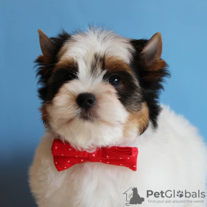 Foto №4. Ich werde verkaufen biewer terrier in der Stadt Minsk.  - preis - verhandelt