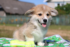 Foto №3. Pembroke-Walisercorgi-Mädchen. Weißrussland