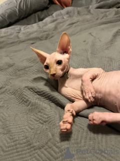 Foto №2 zu Ankündigung № 133899 zu verkaufen sphynx-katze - einkaufen USA quotient 	ankündigung