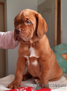 Foto №2 zu Ankündigung № 17984 zu verkaufen dogue de bordeaux - einkaufen Russische Föderation vom kindergarten