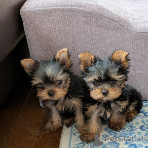 Foto №1. yorkshire terrier - zum Verkauf in der Stadt Leipzig | verhandelt | Ankündigung № 172897