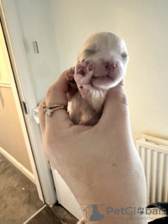 Foto №3. Sehr schöne Xs Pomeranian Pomeranian Welpen. USA