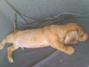 Foto №4. Ich werde verkaufen dackel in der Stadt Dnipro. züchter - preis - 93€