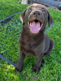 Foto №4. Ich werde verkaufen labrador retriever in der Stadt München. quotient 	ankündigung, züchter - preis - verhandelt
