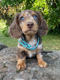 Foto №2 zu Ankündigung № 158003 zu verkaufen dackel - einkaufen Deutschland quotient 	ankündigung