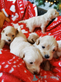 Foto №2 zu Ankündigung № 132177 zu verkaufen  - einkaufen Schweiz 