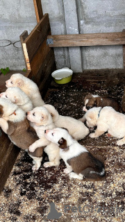 Zusätzliche Fotos: Alabai-Welpen (Zentralasiatischer Schäferhund(