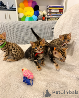 Foto №1. bengal katzenrasse - zum Verkauf in der Stadt Essenbach | 350€ | Ankündigung № 172299