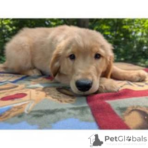 Foto №3. Nur positive Stimmung. Australien