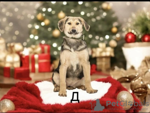 Foto №1. mischlingshund - zum Verkauf in der Stadt Москва | Frei | Ankündigung № 126805