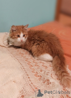 Foto №4. Ich werde verkaufen  in der Stadt Moskwa. quotient 	ankündigung - preis - Frei