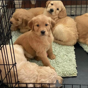 Foto №1.  - zum Verkauf in der Stadt Barsena de Sisero | verhandelt | Ankündigung № 160317