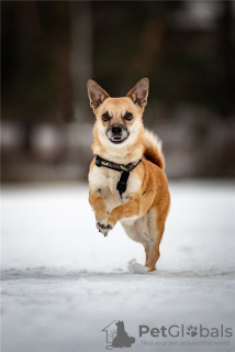 Foto №4. Ich werde verkaufen mischlingshund in der Stadt Москва. quotient 	ankündigung - preis - Frei