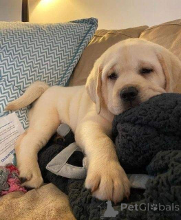 Foto №2 zu Ankündigung № 157019 zu verkaufen labrador retriever - einkaufen Deutschland aus dem tierheim, züchter