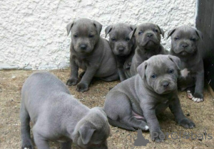 Foto №1. staffordshire bull terrier - zum Verkauf in der Stadt Bielefeld | 200€ | Ankündigung № 129924