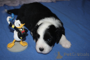 Foto №3. Bärtige Collie -Welpen. Frankreich