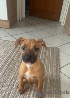 Foto №1. mischlingshund - zum Verkauf in der Stadt Thourotte | 250€ | Ankündigung № 136590