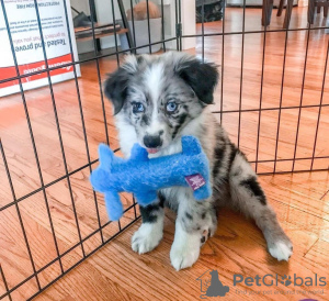 Foto №1. border collie - zum Verkauf in der Stadt Bucharest | Frei | Ankündigung № 109535