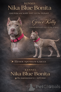 Foto №1. american pit bull terrier - zum Verkauf in der Stadt Baku | 1356€ | Ankündigung № 163974