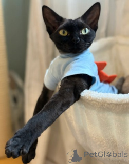 Foto №2 zu Ankündigung № 160323 zu verkaufen devon rex - einkaufen Deutschland züchter