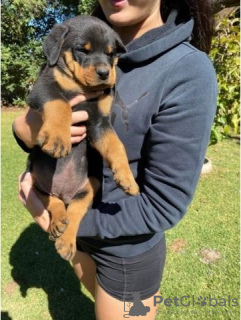 Foto №1. rottweiler - zum Verkauf in der Stadt Effretikon | 450€ | Ankündigung № 129180