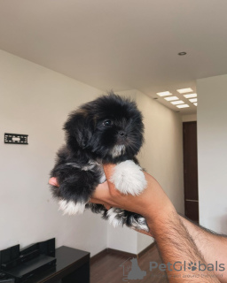 Foto №1. shih tzu - zum Verkauf in der Stadt Cambridge | 189€ | Ankündigung № 124281