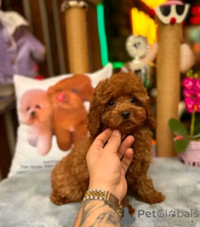 Foto №1. pudel (toy) - zum Verkauf in der Stadt Colorado City | 850€ | Ankündigung № 139155