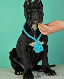 Foto №3. Welpe Cane Corso. Russische Föderation