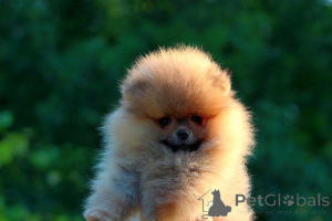 Foto №3. Welpen Pommeranian Boo, ein Miniatur -Spitz -Welpen. Serbien