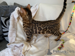 Zusätzliche Fotos: 2 gesunde Bengal Cats-Kätzchen stehen jetzt zum Verkauf
