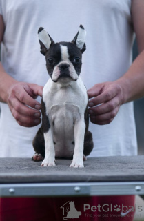 Zusätzliche Fotos: Boston Terrier Wunderschöne Welpen zu verkaufen