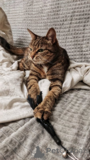 Foto №4. Ich werde verkaufen  in der Stadt Москва. quotient 	ankündigung - preis - Frei