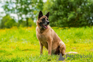 Zusätzliche Fotos: Ein schicker Typ vom Phänotyp Malinois sucht einen Mann.