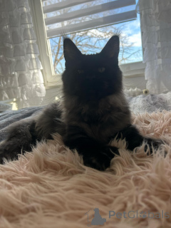 Foto №4. Ich werde verkaufen maine-coon-katze in der Stadt Малага. quotient 	ankündigung - preis - 446€