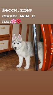 Zusätzliche Fotos: Verkauf von schönen Welpen Siberian Husky
