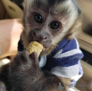 Foto №1.  - zum Verkauf in der Stadt Colle Vail | verhandelt | Ankündigung № 161363