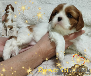 Foto №4. Ich werde verkaufen cavalier king charles spaniel in der Stadt Minsk. züchter - preis - verhandelt