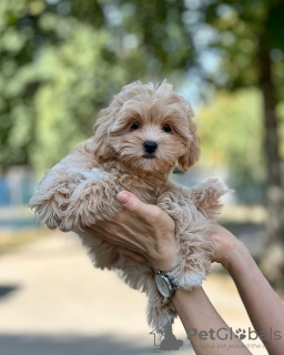 Zusätzliche Fotos: Maltipoo-Welpen, aufgewachsen in einem Familienhaus