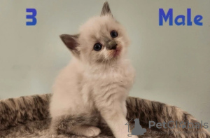 Foto №3. Reinrassige Ragdoll-Kätzchen für Warenhaushalte.. Österreich