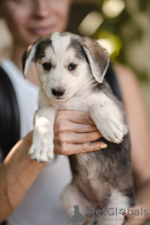 Foto №2 zu Ankündigung № 24929 zu verkaufen mischlingshund - einkaufen Russische Föderation aus dem tierheim