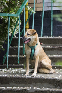 Zusätzliche Fotos: Ein kleines Mädchen mit dem schönsten Lächeln sucht ein Zuhause.