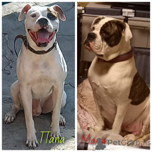 Foto №1. american bulldog - zum Verkauf in der Stadt Rostow am Don | 1063€ | Ankündigung № 145428