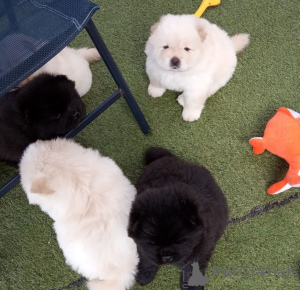 Foto №1. chow-chow - zum Verkauf in der Stadt Częstochowa | verhandelt | Ankündigung № 162442