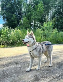 Foto №3. Bree sucht ein Zuhause. Russische Föderation