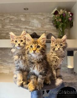 Foto №1. maine-coon-katze - zum Verkauf in der Stadt Giesen | 350€ | Ankündigung № 154971