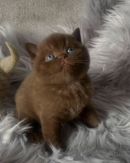 Foto №1. britisch kurzhaar - zum Verkauf in der Stadt Dikirh | verhandelt | Ankündigung № 156692